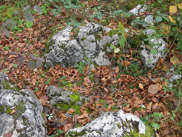 Una strana Galerina  lillipuziana